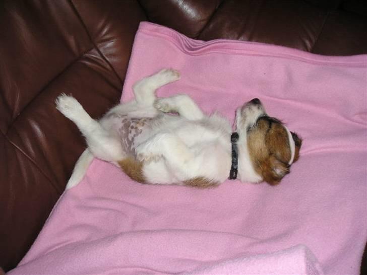 Jack russell terrier bobby - er jeg ikke dejlig billede 6