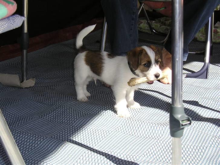 Jack russell terrier bobby - 8 uger og på camping billede 7