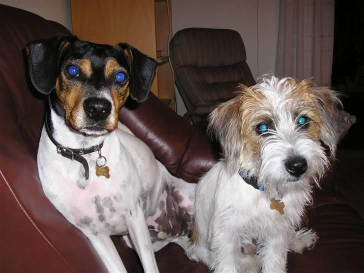 Jack russell terrier bobby - min bedste ven han hedder mickey og er en dansk svensk gårdhund billede 8