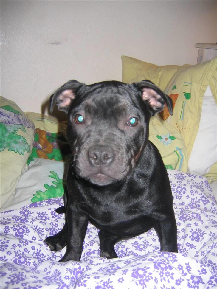 Staffordshire bull terrier Dizny billede 5
