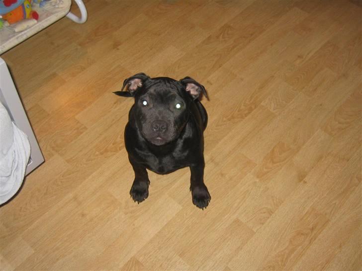 Staffordshire bull terrier Dizny billede 6