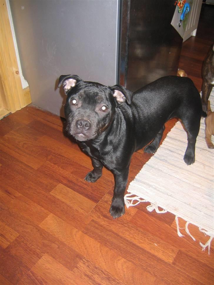 Staffordshire bull terrier Dizny billede 7