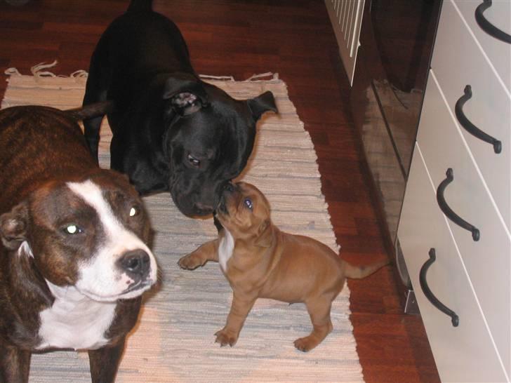 Staffordshire bull terrier Dizny billede 8