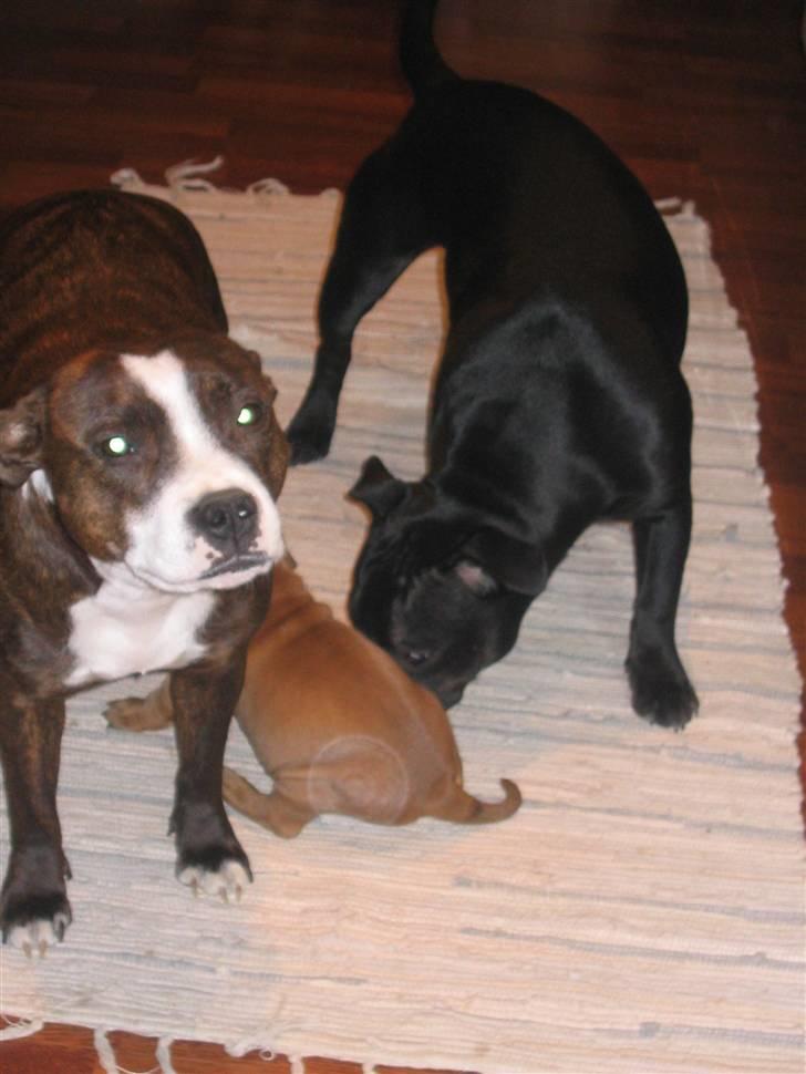 Staffordshire bull terrier Dizny billede 9