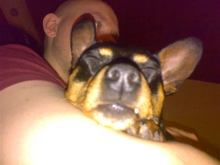 Dvaergpinscher Magnus - jeg er så træt  billede 19