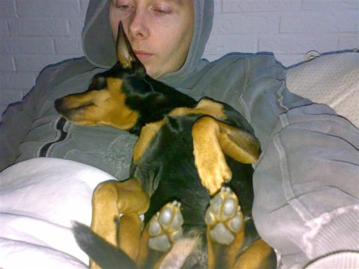 Dvaergpinscher Magnus - øjs hvor har jeg savnet dig far, så jeg ligger mig på dig så du ikke kan gå igen ;) billede 20