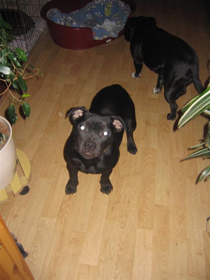 Staffordshire bull terrier Dizny billede 10