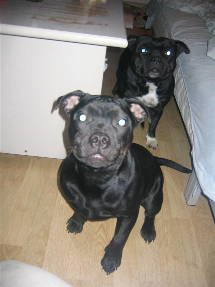 Staffordshire bull terrier Dizny billede 11