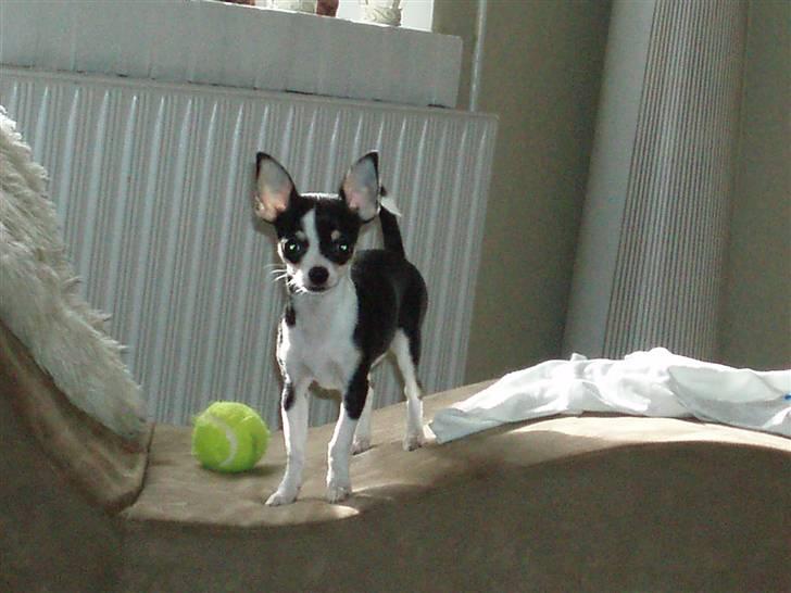Chihuahua Nynne  - Haha mor det er mig der har bolden billede 2