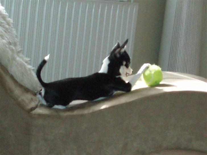 Chihuahua Nynne  - Nynne i voldsom leg med sin yndlings bold billede 3