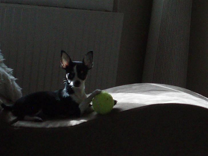 Chihuahua Nynne  billede 4