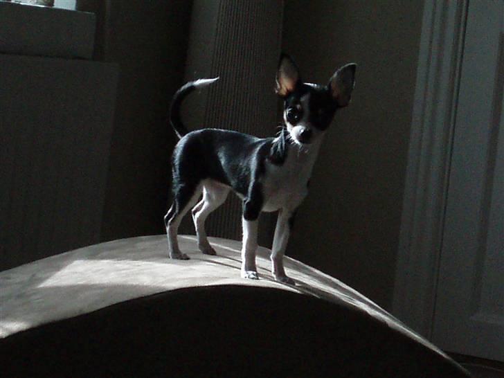 Chihuahua Nynne  - Mor hvad er det du laver? billede 5