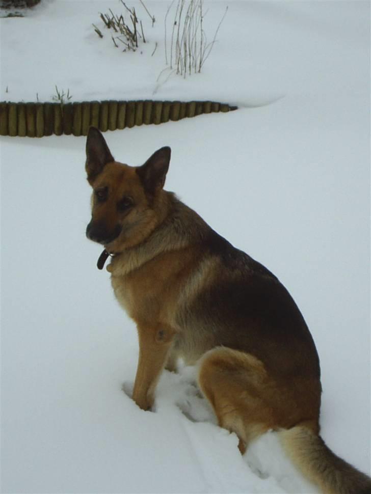 Schæferhund Kia R.I.P billede 15