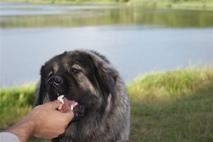 Kaukasisk ovtcharka Lejka billede 3