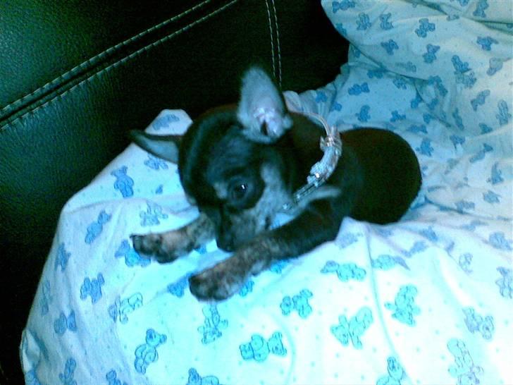 Chihuahua Cloe billede 7