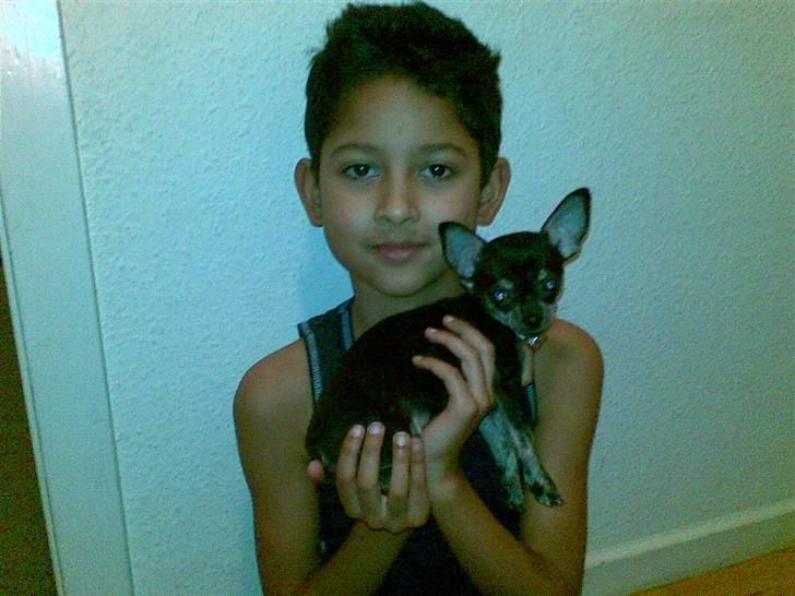 Chihuahua Cloe - Min søn med Cloe billede 8