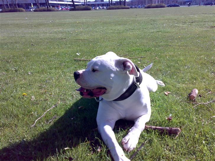 Amerikansk bulldog Aisha - Aisha og Bubi , leger billede 13