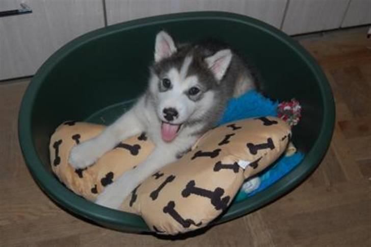 Alaskan malamute Moonsongs DreamBlue Fargo billede 10