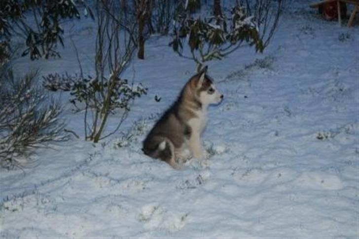 Alaskan malamute Moonsongs DreamBlue Fargo billede 11