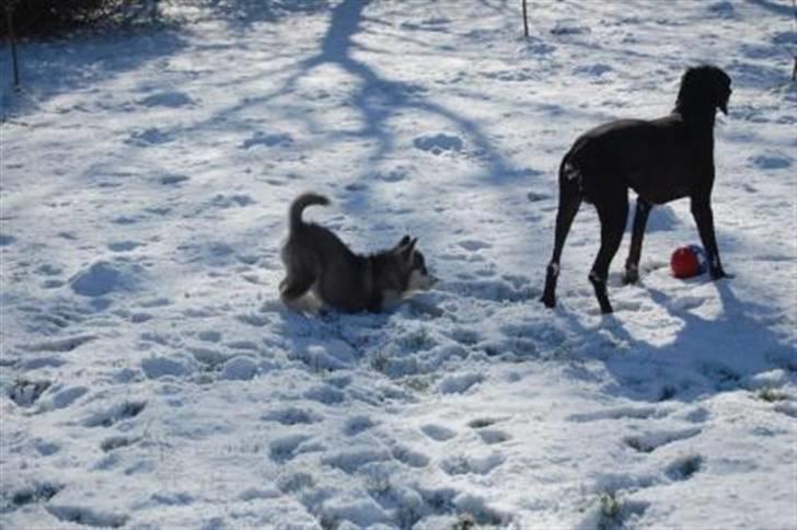 Alaskan malamute Moonsongs DreamBlue Fargo billede 12