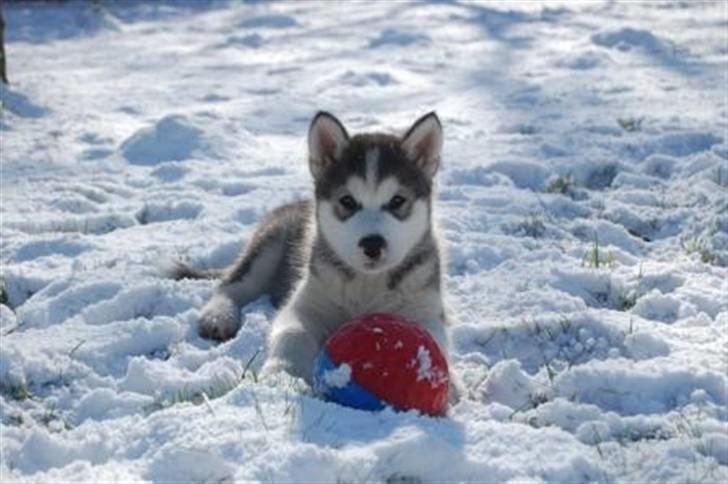 Alaskan malamute Moonsongs DreamBlue Fargo billede 13