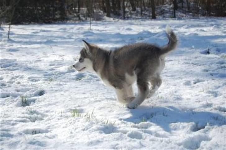 Alaskan malamute Moonsongs DreamBlue Fargo billede 14