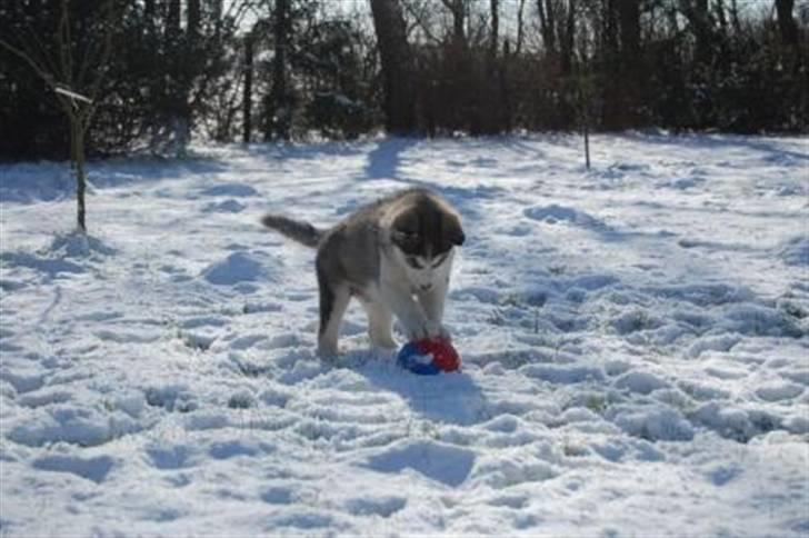 Alaskan malamute Moonsongs DreamBlue Fargo billede 15