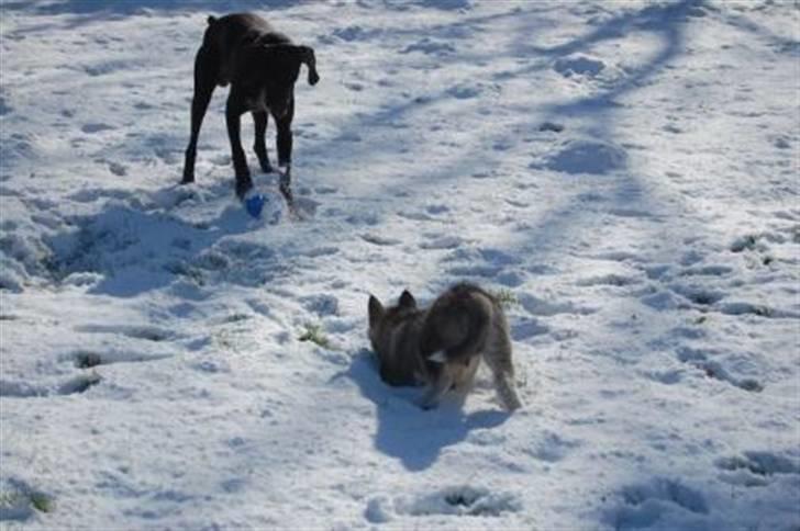 Korthåret hønsehund Fuglsig's Sako - Sako med hans nye ven Fargo billede 11