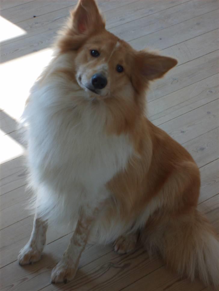 Shetland sheepdog Shelty * R.I.P * - Jeg er da bare dejlig! billede 1