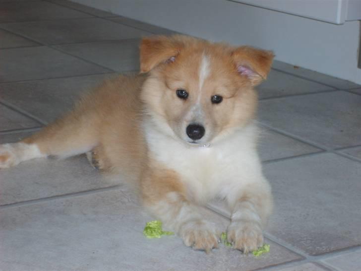 Shetland sheepdog Shelty * R.I.P * billede 2