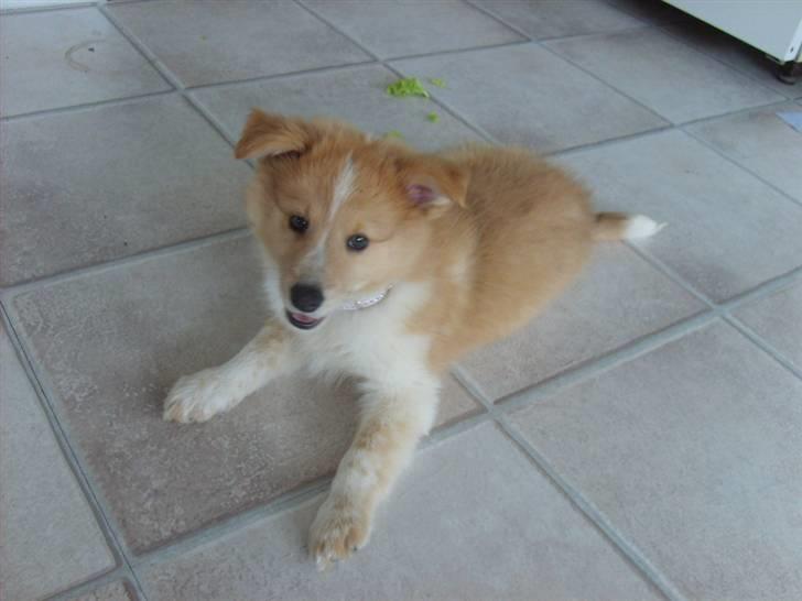 Shetland sheepdog Shelty * R.I.P * billede 3