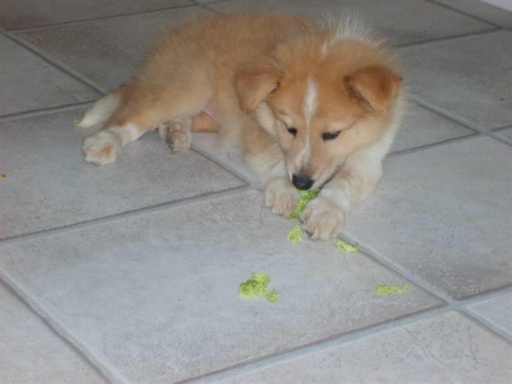 Shetland sheepdog Shelty * R.I.P * billede 4