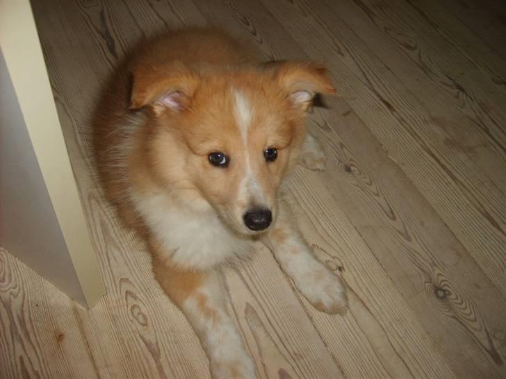 Shetland sheepdog Shelty * R.I.P * billede 5