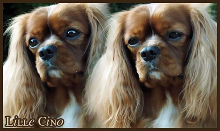 Cavalier king charles spaniel Cino billede 1