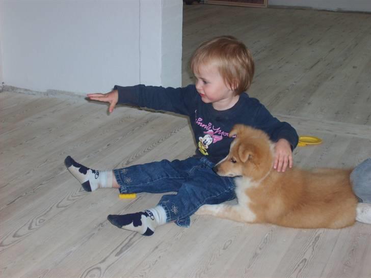 Shetland sheepdog Shelty * R.I.P * - Ser du det samme som jeg??? billede 6