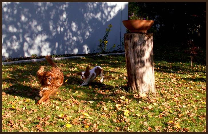 Cavalier king charles spaniel Cino billede 2