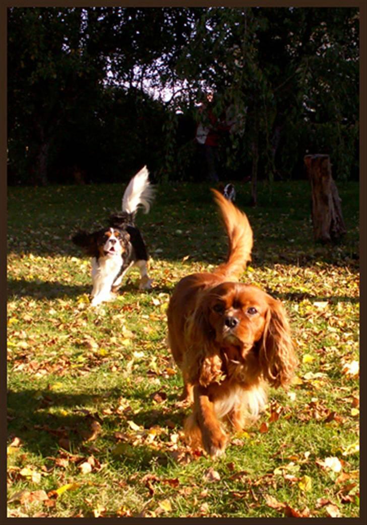 Cavalier king charles spaniel Cino billede 3