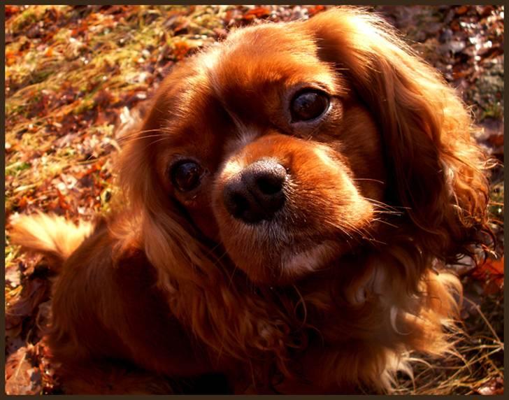 Cavalier king charles spaniel Cino billede 4
