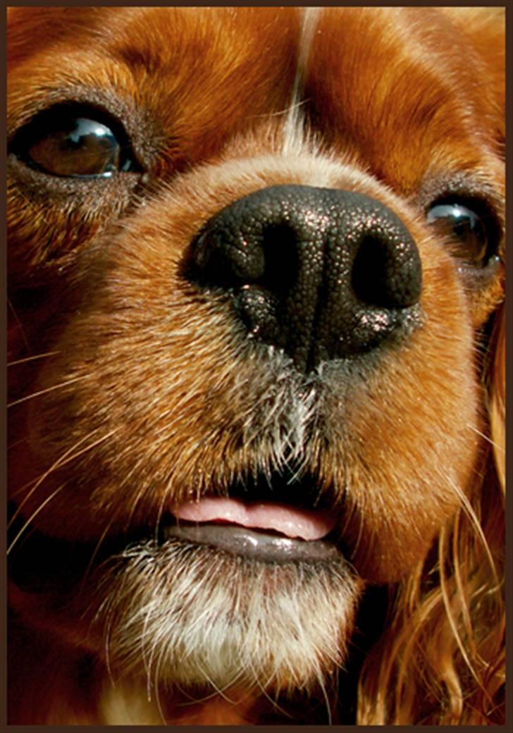 Cavalier king charles spaniel Cino billede 5