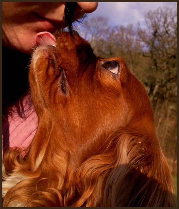 Cavalier king charles spaniel Cino billede 6