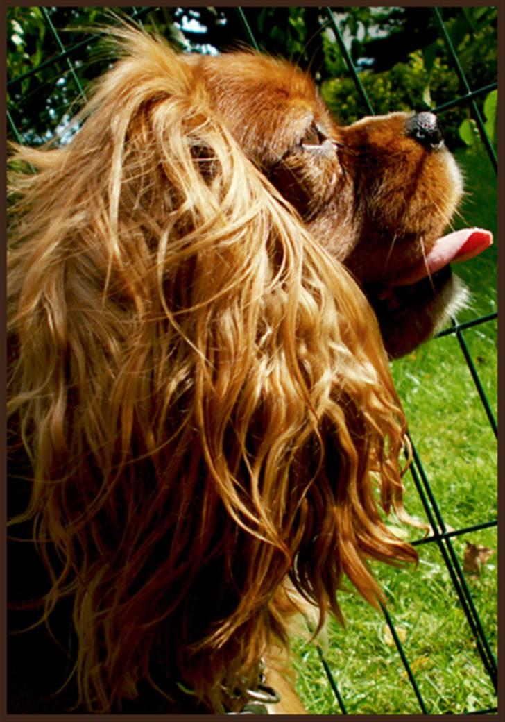 Cavalier king charles spaniel Cino billede 7