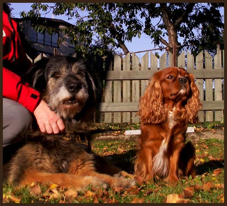 Cavalier king charles spaniel Cino billede 8