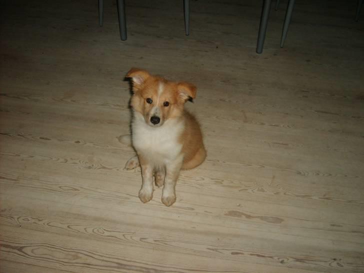 Shetland sheepdog Shelty * R.I.P * billede 8