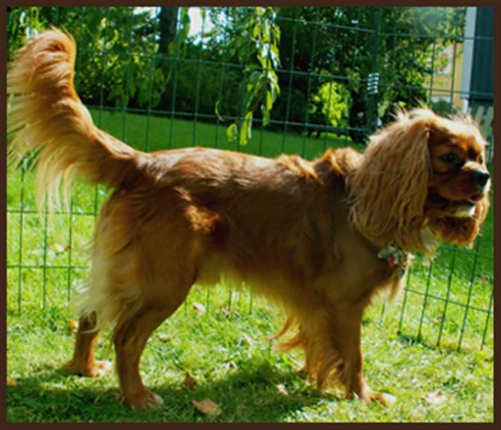 Cavalier king charles spaniel Cino billede 9