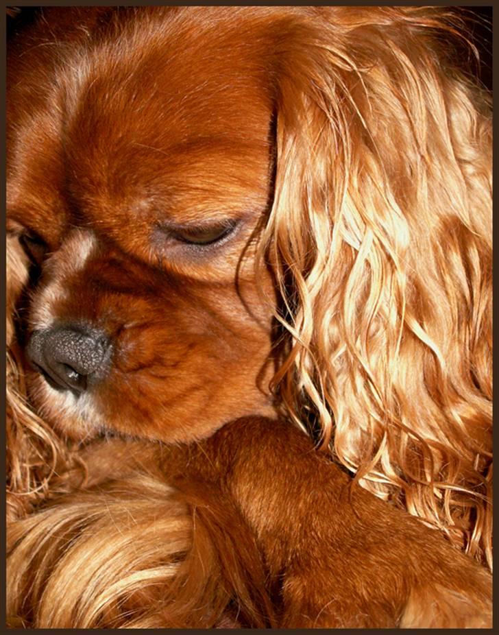 Cavalier king charles spaniel Cino billede 10