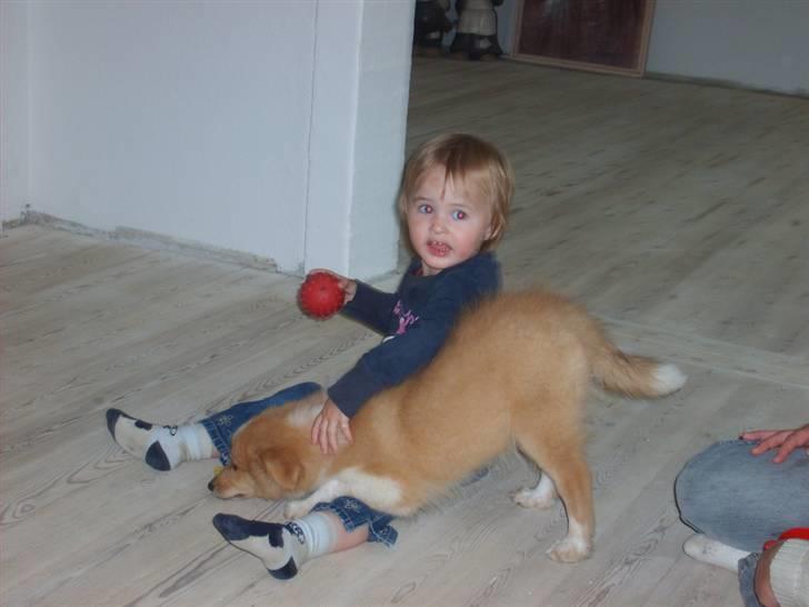 Shetland sheepdog Shelty * R.I.P * - Jeg vil bare så gerne lege! billede 9