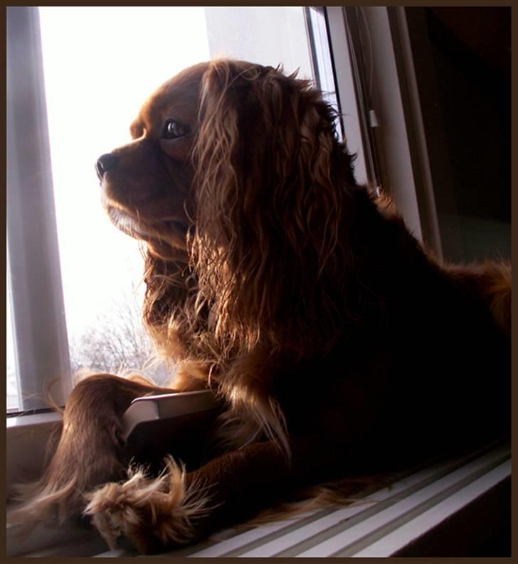 Cavalier king charles spaniel Cino billede 11