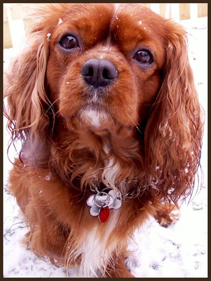 Cavalier king charles spaniel Cino billede 12