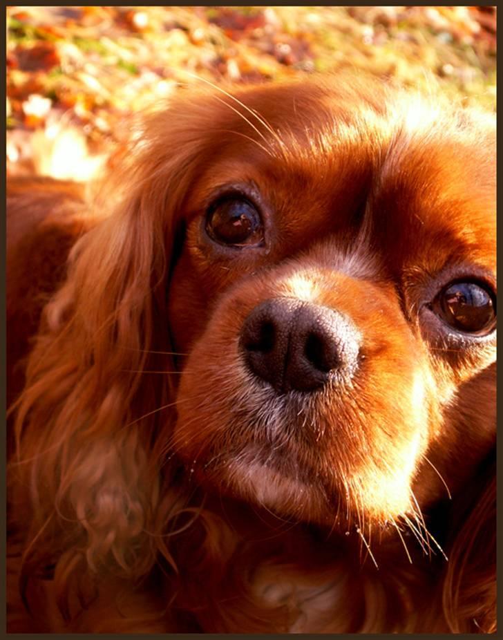 Cavalier king charles spaniel Cino billede 13