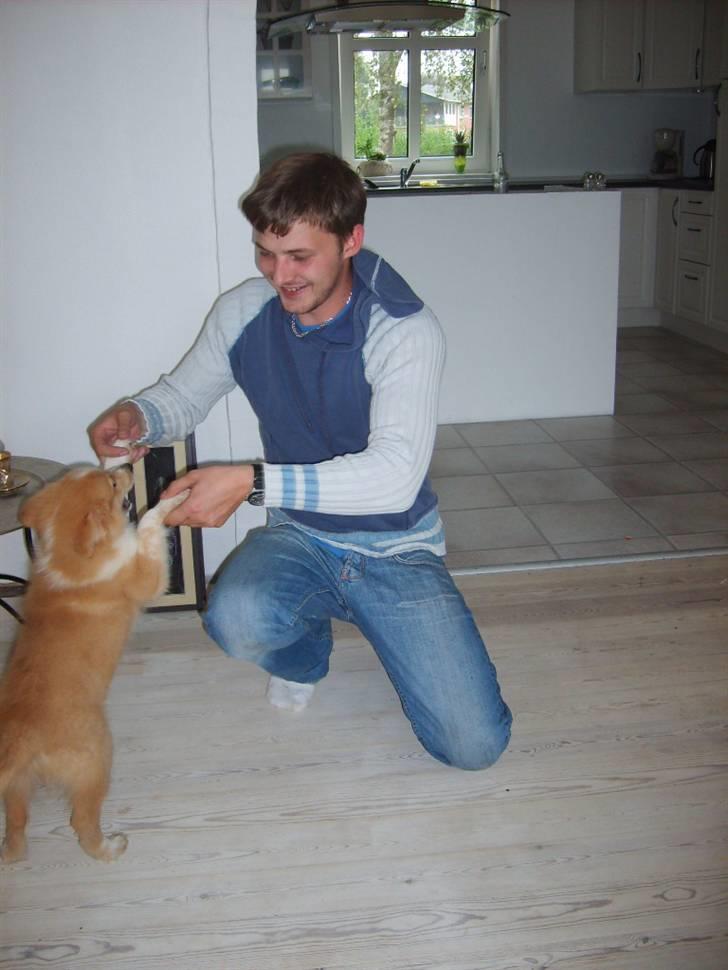 Shetland sheepdog Shelty * R.I.P * billede 10